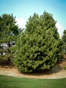 Сосна Чёрная (Pinus Nigra) купить по цене от 270.00р. в интернет-магазине «Посадика» с доставкой почтой в в Петровск-Забайкальскийе и по всей России – [изображение №1].