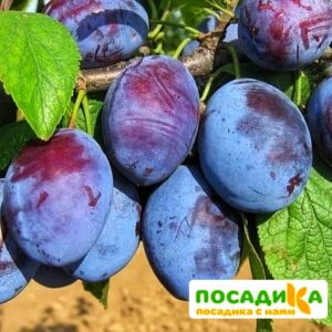 Слива Чачакская ранняя купить по цене от 229.00р. в интернет-магазине «Посадика» с доставкой почтой в в Петровск-Забайкальскийе и по всей России – [изображение №1].