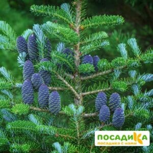 Пихта корейская (Abies koreana) купить по цене от 450.00р. в интернет-магазине «Посадика» с доставкой почтой в в Петровск-Забайкальскийе и по всей России – [изображение №1].