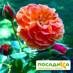 Роза Арабия купить по цене от 350.00р. в интернет-магазине «Посадика» с доставкой почтой в в Петровск-Забайкальскийе и по всей России – [изображение №1].