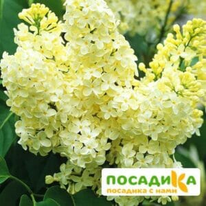 Сирень Примроуз (Primrose) купить по цене от 529.00р. в интернет-магазине «Посадика» с доставкой почтой в в Петровск-Забайкальскийе и по всей России – [изображение №1].