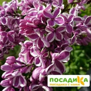 Сирень Сенсация купить по цене от 529.00р. в интернет-магазине «Посадика» с доставкой почтой в в Петровск-Забайкальскийе и по всей России – [изображение №1].