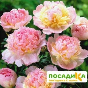 Пион Распберри Сандей (Paeonia Raspberry Sundae) купить по цене от 959р. в интернет-магазине «Посадика» с доставкой почтой в в Петровск-Забайкальскийе и по всей России – [изображение №1].