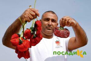 Клубника Гигант Джорнея купить по цене от 266р. в интернет-магазине «Посадика» с доставкой почтой в в Петровск-Забайкальскийе и по всей России – [изображение №1].
