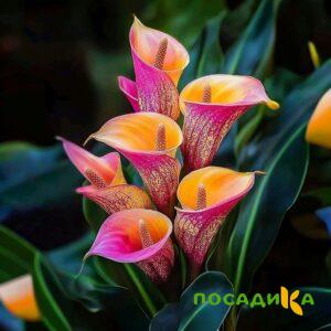 Калла Оникс купить по цене от 450р. в интернет-магазине «Посадика» с доставкой почтой в в Петровск-Забайкальскийе и по всей России – [изображение №1].