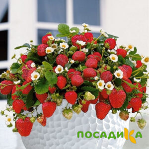 Клубника Рубиновый Шепот (горшечная) купить по цене от 240р. в интернет-магазине «Посадика» с доставкой почтой в в Петровск-Забайкальскийе и по всей России – [изображение №1].