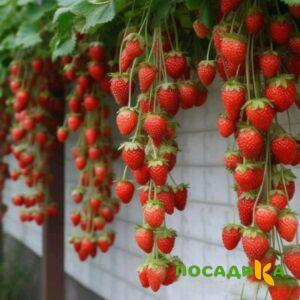 Клубника вьющаяся Комплимент купить по цене от 470р. в интернет-магазине «Посадика» с доставкой почтой в в Петровск-Забайкальскийе и по всей России – [изображение №1].