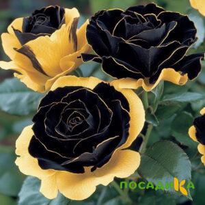 Роза Ханни Сикл купить по цене от 700р. в интернет-магазине «Посадика» с доставкой почтой в в Петровск-Забайкальскийе и по всей России – [изображение №1].