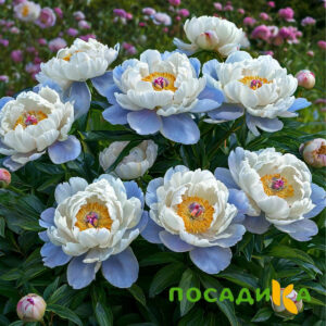 Пион акварельный Этюд купить по цене от 806р. в интернет-магазине «Посадика» с доставкой почтой в в Петровск-Забайкальскийе и по всей России – [изображение №1].