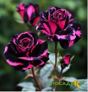 Роза Багровый Шепот купить по цене от 366р. в интернет-магазине «Посадика» с доставкой почтой в в Петровск-Забайкальскийе и по всей России – [изображение №1].