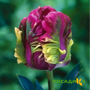 Тюльпан Экзотик Хэвен купить по цене от 186р. в интернет-магазине «Посадика» с доставкой почтой в в Петровск-Забайкальскийе и по всей России – [изображение №1].