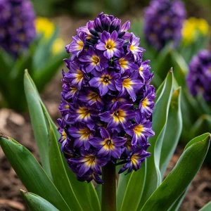 Гиацинт Вельвет Колор купить по цене от 2099р. в интернет-магазине «Посадика» с доставкой почтой в в Петровск-Забайкальскийе и по всей России – [изображение №1].