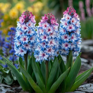 Гиацинт Пинк Мари купить по цене от 2099р. в интернет-магазине «Посадика» с доставкой почтой в в Петровск-Забайкальскийе и по всей России – [изображение №1].